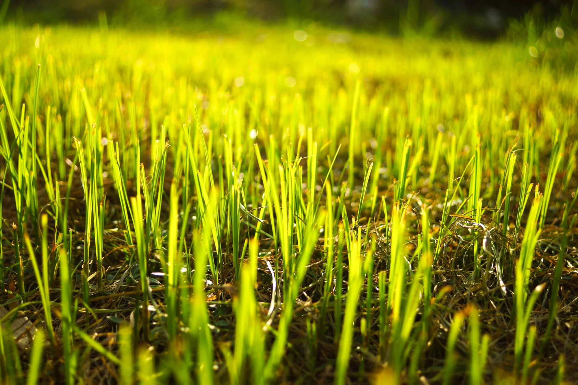 Natuurlijke kracht voor uw tuin